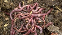 Slang Wurms / Snake Worms