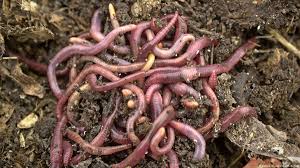 Slang Wurms / Snake Worms