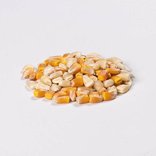 Maize Whole 1kg