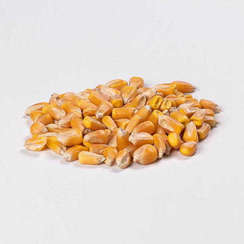 Maize Whole 1kg